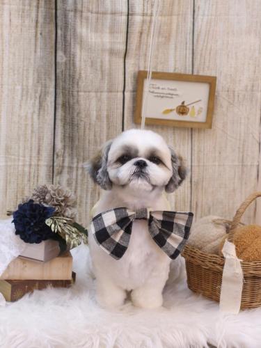 20241020みたらしちゃん